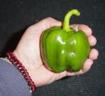 garden-pepper