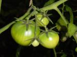 garden-tomato1