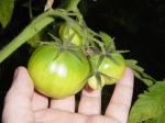 garden-tomato2