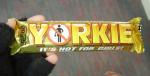 yorkie