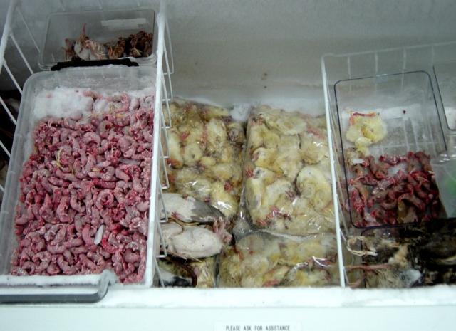 A typical British freezer?