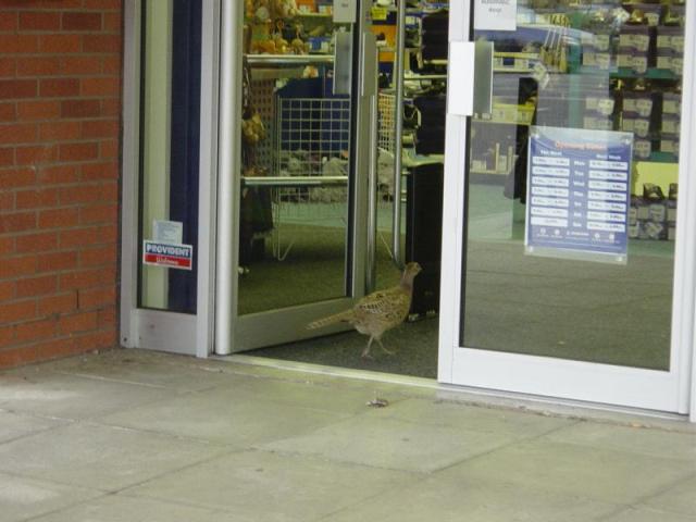 Who needs home delivery Pizza? In England, the Pheasants deliver themselves.