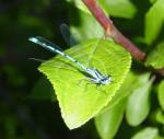 Blue Bug on a Green Leaf