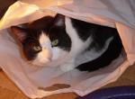 Cat in a bag