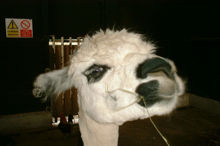 Gay Llama 2