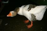 Goose 2