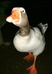 Goose 3