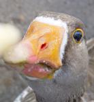 Goose Eye 1