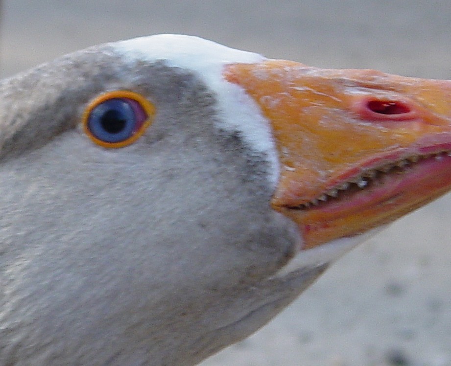 Goose Eye 2