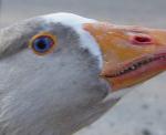 Goose Eye 2