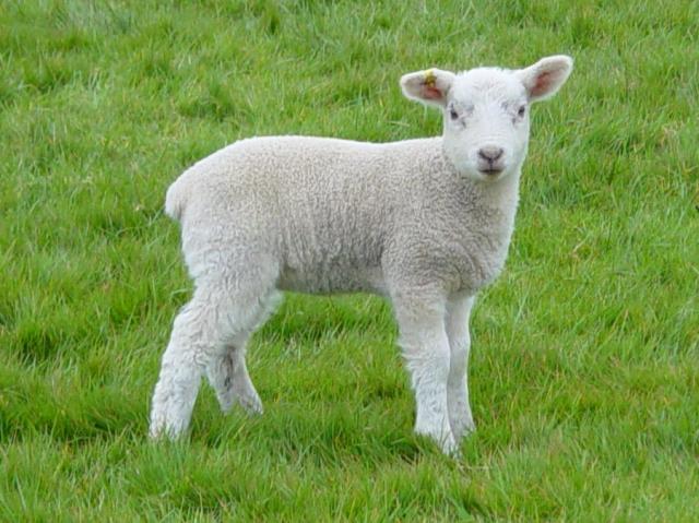 Lambs 3