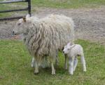 Mother and Lamb 3