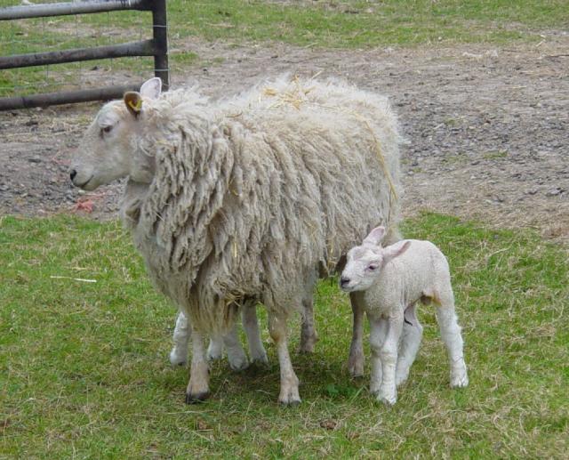 Mother and Lamb 3