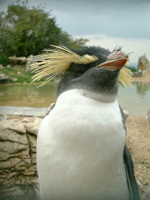 Penguin 2