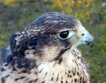 Saker Falcon