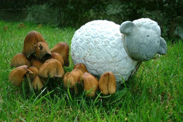 Shroom Sheep