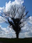 Sky Blue Tree