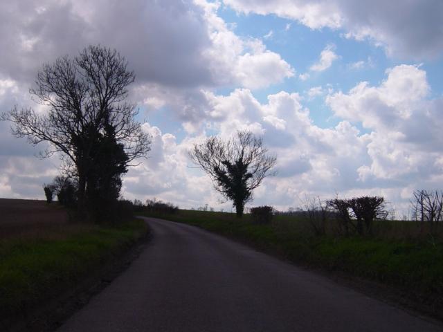 Sky Blue Trees