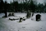 Snow Graves