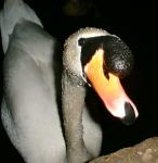 Swan 1